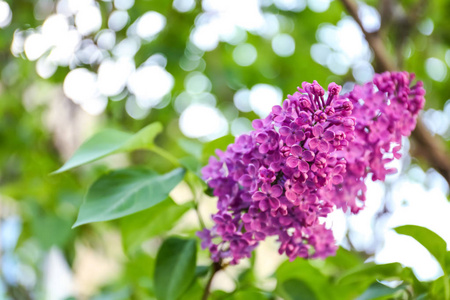 盛开丁香花分支