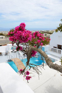 建筑的传统希腊风格与叶子花，希腊圣托里尼岛的酒店