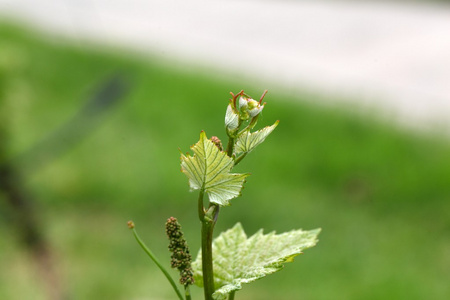 葡萄藤鲜芽