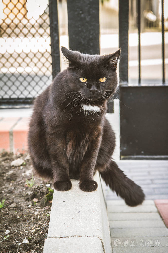 大黑猫图片可怕图片