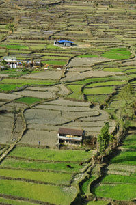 尼泊尔农场四周环绕着田野