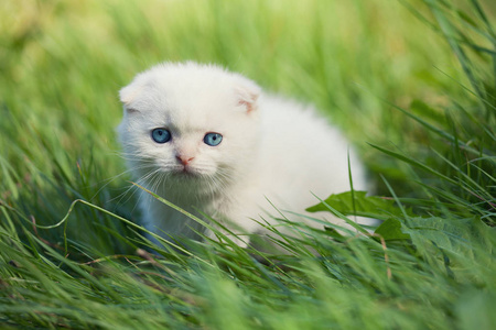 小猫住在一棵小草