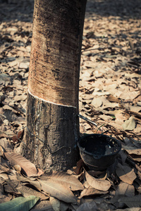 橡胶树, 橡胶种植园 Roiet 泰国