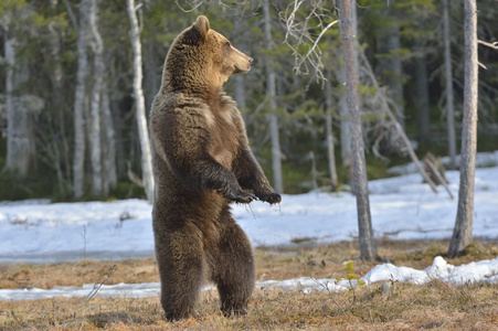 棕色的熊站在他的后腿