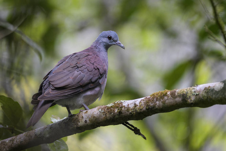 马达加斯加龟鸽Nesoenas picturatus, 美丽的彩色鸽子在马达加斯加森林流行, Andasibe