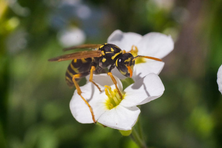 黄蜂上白花图片