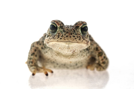 Natterjack 蟾蜍 Epidalea calamita 以白色背景