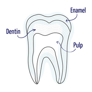 牙齿结构插图。 矢量图。 人类的牙齿