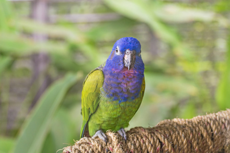南美的热带小小鸟