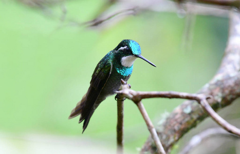 关闭白色喉 Mountaingem Lampornis castaneoventris 蜂鸟男性