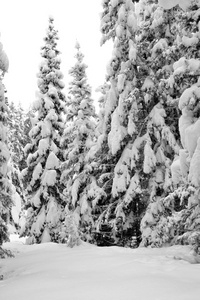 雪的冬天树