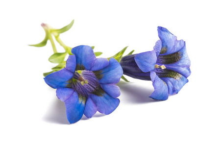 白色的龙胆花 (龙胆星毛)照片