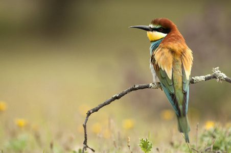 欧洲蜂食者 Merops apiaster, 栖息在一个分支与蜻蜓