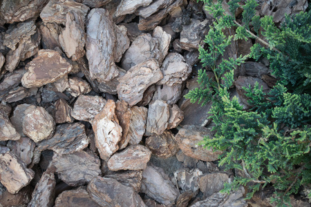 树皮片段侧柏分支上松树树皮背景照片