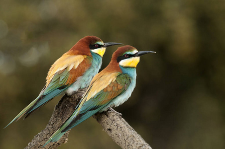 欧洲蜂食者 Merops apiaster, 夫妇栖息在一个分支上