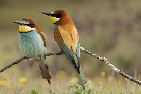 欧洲蜂食者 Merops apiaster, 夫妇栖息在一个分支上