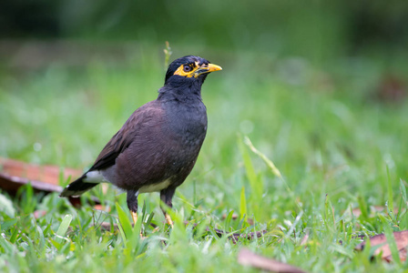 普通八哥Acridotheres tristis, 常见的栖息鸟类来自亚洲园林和林地, 斯里兰卡