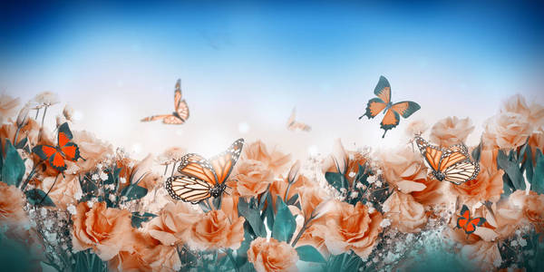 关闭橙色玫瑰和蝴蝶, 花卉背景