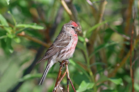 常见的也像朱雀坐在树枝间照片