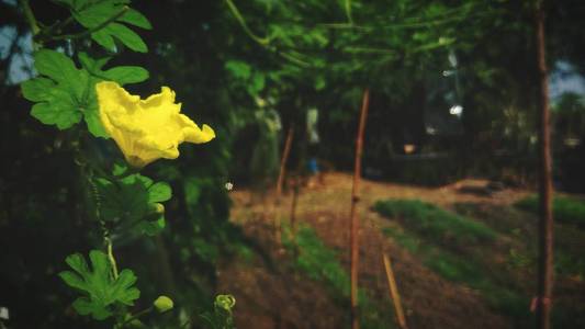 美丽的黄花与绿叶背景