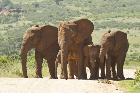 家庭的大象沿着尘土飞扬的路走