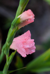 粉红色的唐菖蒲芽与水滴特写在模糊的背景下