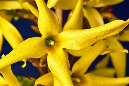 连翘黄色花在春天