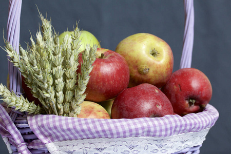 秋天收获的苹果。苹果从藤篮中的柳条上摘下。附近的谷物小穗。在灰色背景上