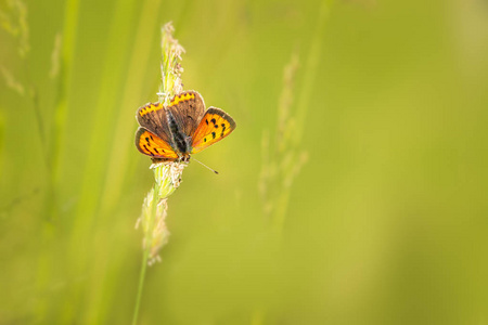 小铜 Lycaena phlaeas 蝶形