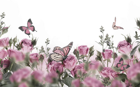 粉红色玫瑰和蝴蝶的特写, 花卉背景