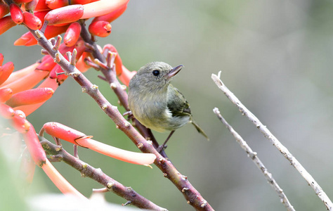 板块 Flowerpiercer Diglossa plumbea 女性栖息在花丛中