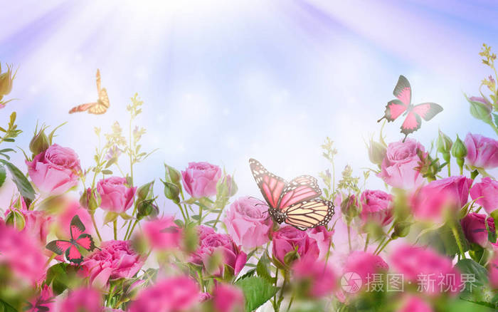 粉红色玫瑰和蝴蝶的特写, 花卉背景