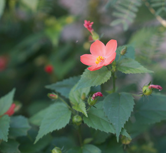 小芙蓉花