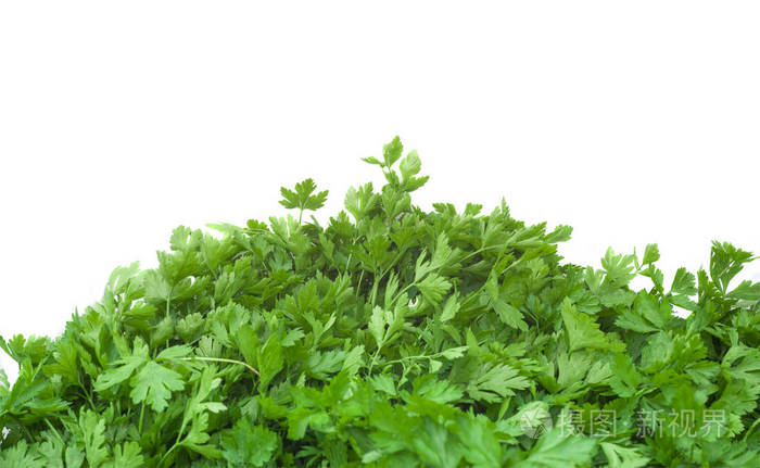 在白色背景上绿色芹