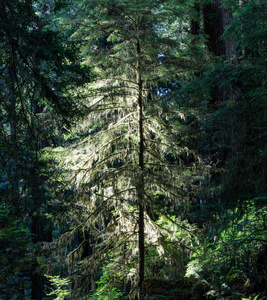 阳光落到森林的阴影, 在红杉国家公园, 发现沿海岸北加利福尼亚。红杉可以活2000年, 达到上百英尺的高度