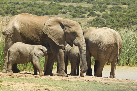 家庭的大象站在一处水洞