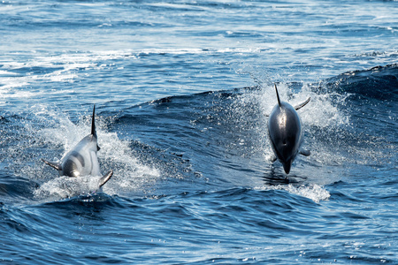 而在深蓝色的大海中跳跃的海豚图片