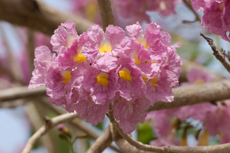 美丽绽放的 Tabebuia 太子参粉红色的花朵