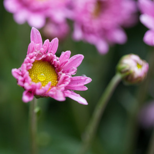 花宏菊花