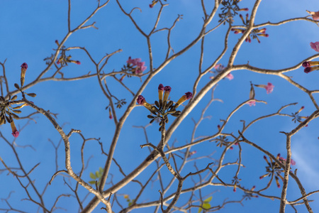 Tabebuia 太子参的粉红色花朵盛开