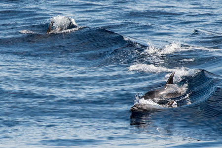 常见的海豚跳跃外的海洋图片