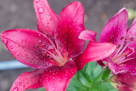 美丽的粉红色百合花在滴水后的雨。花园里的粉红色百合花。粉红色百合花束