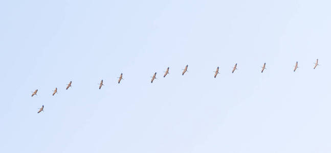 天空中高高的一大群鹤