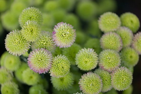 花宏菊花