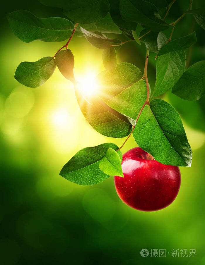 一棵树上的红苹果