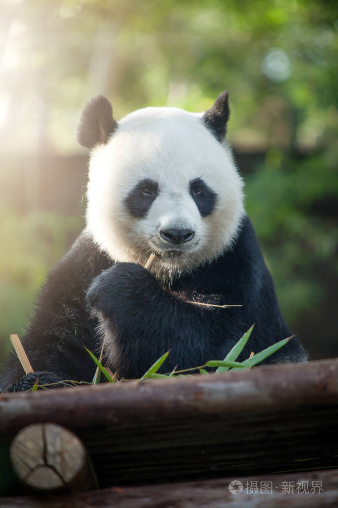 可爱的熊猫小熊吃在夏季环境的肖像