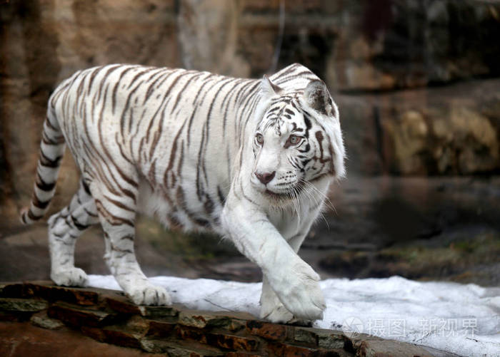 白色的东北虎照片-正版商用图片0r1z5u-摄图新视界