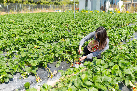 年轻女子草莓采摘