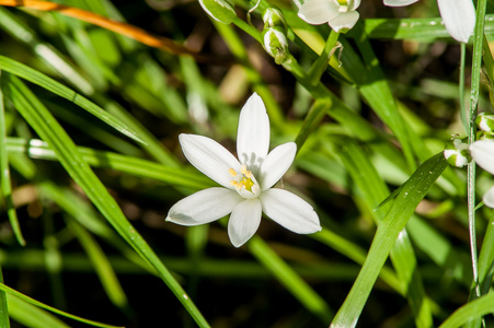 白花泉