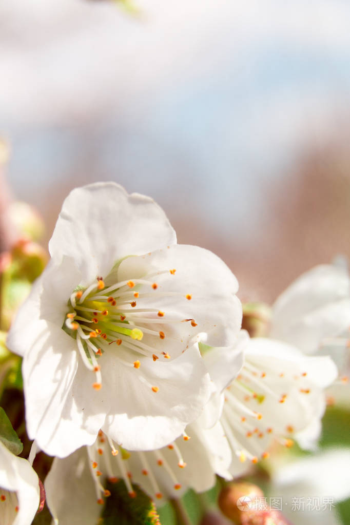 白花棵开花的树.软焦点.春天开花背景
